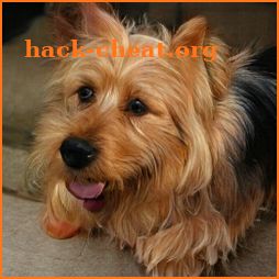 Australian Terrier icon