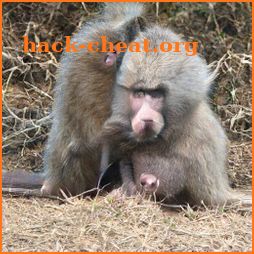 Baboon icon