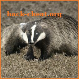 Badger icon