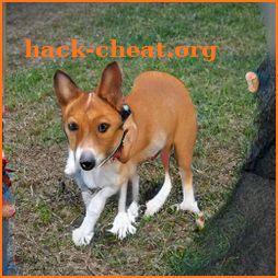 Basenji Dog icon