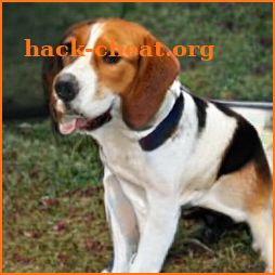 Basset Hound icon