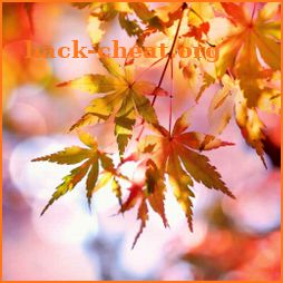 Beautiful Autumn Live Wallpaper icon