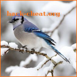 Blue Jay wallpaper icon