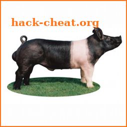 Chesterpigs icon