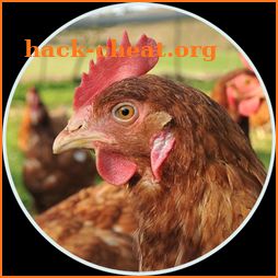 Chicken breeding icon