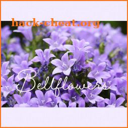 Cute Wallpaper Bellflowers Theme icon