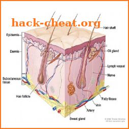 Dermatology Made Easy icon