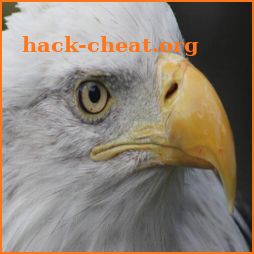 EagleCam icon