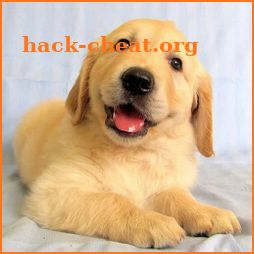 Golden Retriever Simulator icon