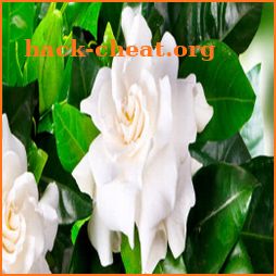 Grow Gardenia Flower icon