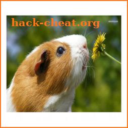 Guinea Pig Communicator icon