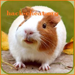 Guinea Pig Wallpaper icon