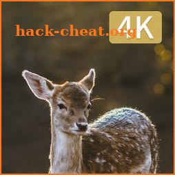 Hunting Camera 4K icon