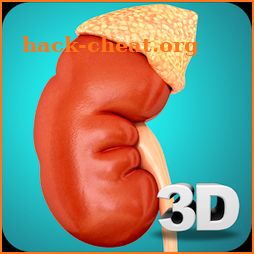 Kidney Anatomy Pro. icon