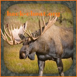 Moose Hunting Calls icon