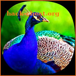 Peacock Ringtones icon