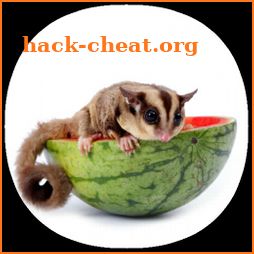 Pet Sugar Glider Care Guide icon