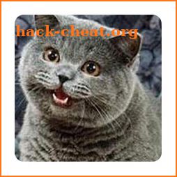 Random Lolcat (Donate) icon