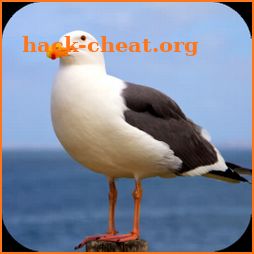 Seagull Sounds icon