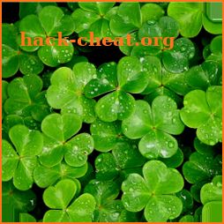 Shamrock Wallpapers – Green Wallpaper icon