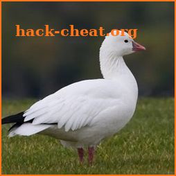 Snow Goose Game Call icon