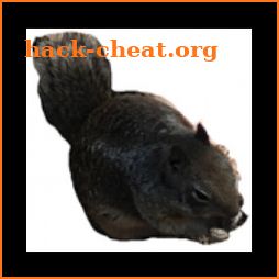 Squirrelly (No Ads) icon