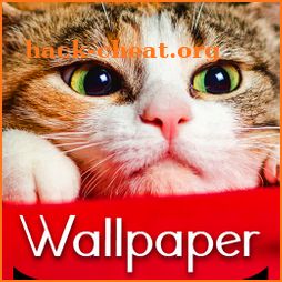 Wallpaper Cat Collection icon