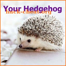 Your Hedgehog icon