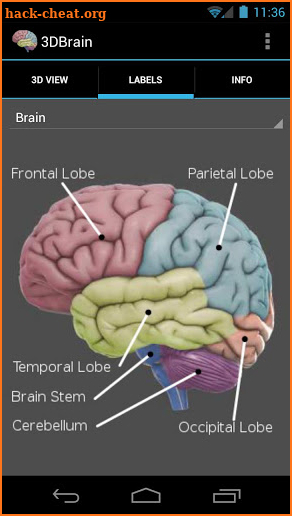 3D Brain screenshot