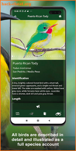 All Birds West Indies: Puerto Rico east to Antigua screenshot