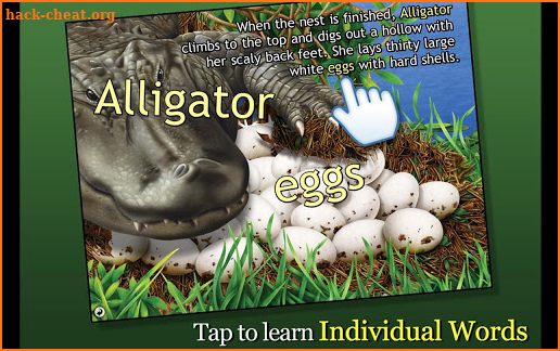 Alligator at Saw Grass Road screenshot