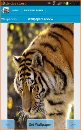 Amazing Tigers Wallpapers screenshot