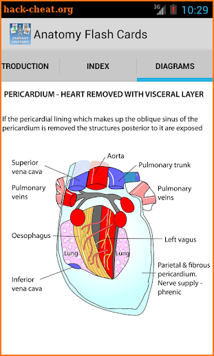 Anatomy Flash Cards screenshot