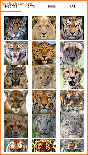 Animal Faces - Face Morphing screenshot