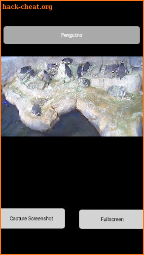 Animal Live Cams screenshot