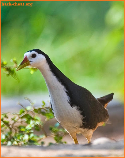 Appp.io - White-breasted waterhen Calls screenshot