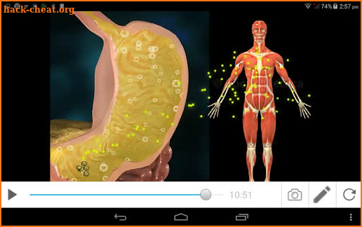 Atlas anatomía screenshot