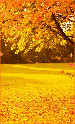 Autumn Wallpaper screenshot