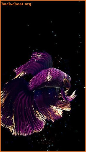 Betta Fish Live Wallpaper FREE screenshot