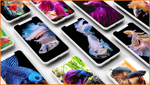 Betta Fish Wallpapers screenshot