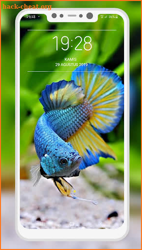 Betta Fish Wallpapers screenshot