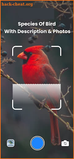 Bird Sound Bird Identifier screenshot