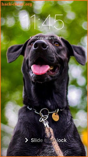 Black Labrador Puppy Screen Lock Phone Pattern screenshot