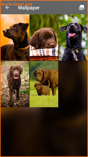 Black Labrador Puppy Screen Lock Phone Pattern screenshot