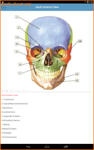 Body Anatomy (Netter) screenshot