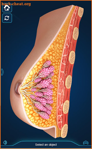 Breast Anatomy screenshot