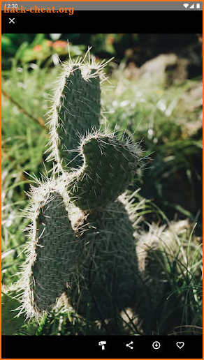 Cactus Wallpaper screenshot