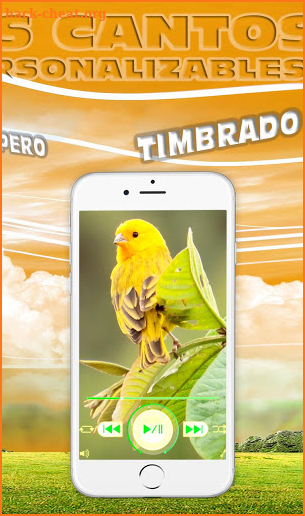 Cantos de Canarios timbrados educa, enseña gratis screenshot