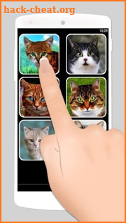 Cat Fake Video Call screenshot