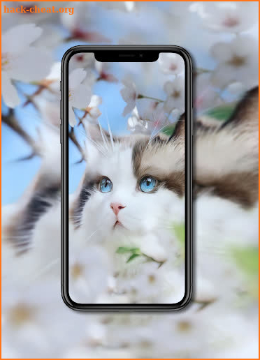 Cat Wallpapers screenshot